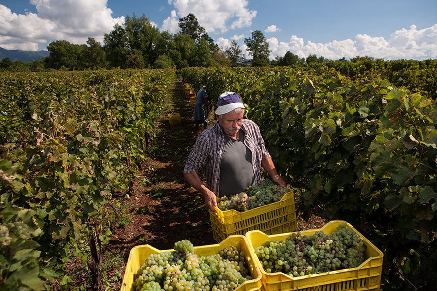 old man with hat carring a crate with bunches of grapes at 'Zoinos Winery' vineyards